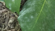 Powder Mildew on Lilacs