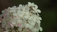 Prairie Grass and Hydrangeas