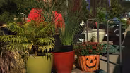 Container combinations for the fall 