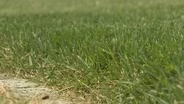 Toxicity & Zoysia Grass