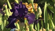 The Legacy of The Plains Museum & Irises