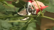 Japanese Beetle & Blackberries