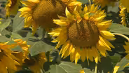 NE State Fair, Tour Raising Nebraska, Pearl Millet