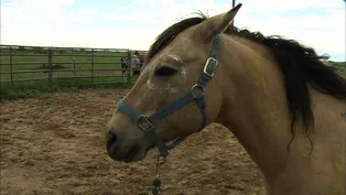 Lakota Horse Symbols