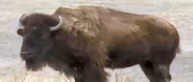 People of the Bison