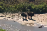 Bison