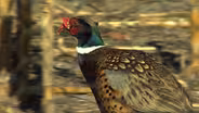 Pheasants