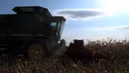 Corn