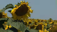 Landscapes of South Dakota: Sunflowers