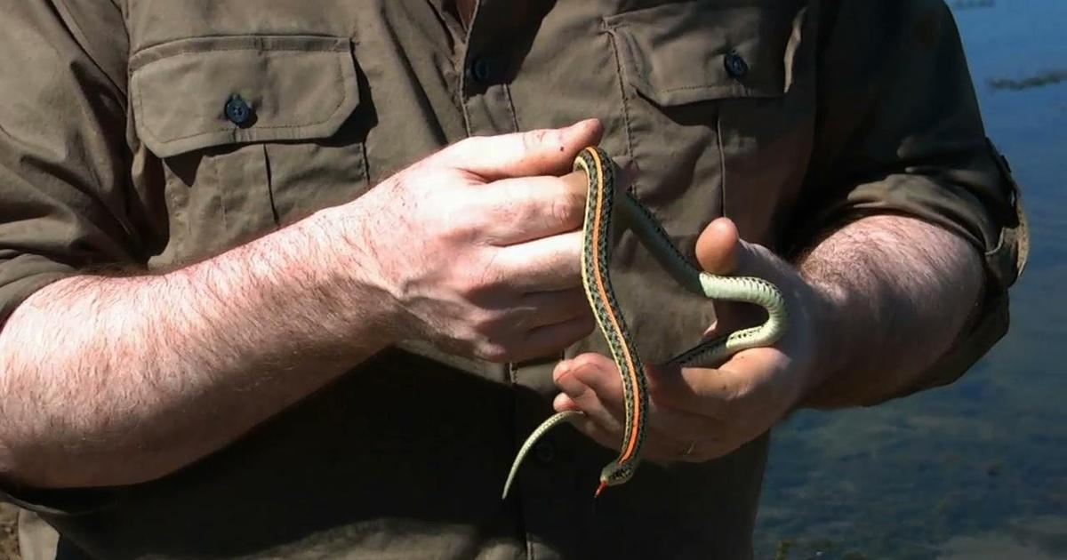 Nature Adventures | Critters of the Dakota's | Season 5 | Episode 7 | PBS