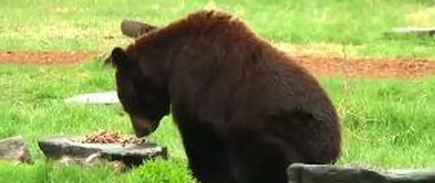 Walking with Black Bears!