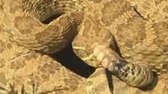 Video: A Rattlesnake Without a Rattle | Watch Nature Adventures Online ...