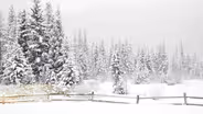 Christmas Favorites