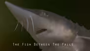 Fish Between the Falls