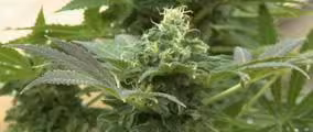 Cannabusiness