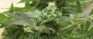Cannabusiness
