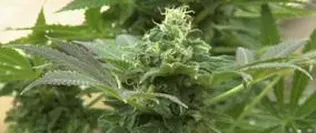 Cannabusiness