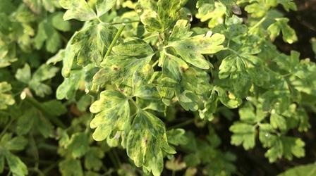 Video thumbnail: Backyard Farmer Backyard Farmer: Digging Deeper: Differentiating Diseases