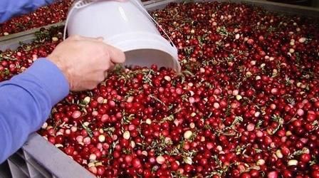 Video thumbnail: America's Heartland Cranberry Harvest