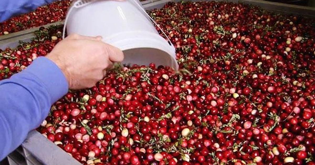 America's Heartland Cranberry Harvest Season 8 Episode 17 PBS