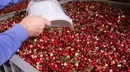 Cranberry Harvest
