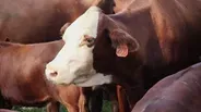 714