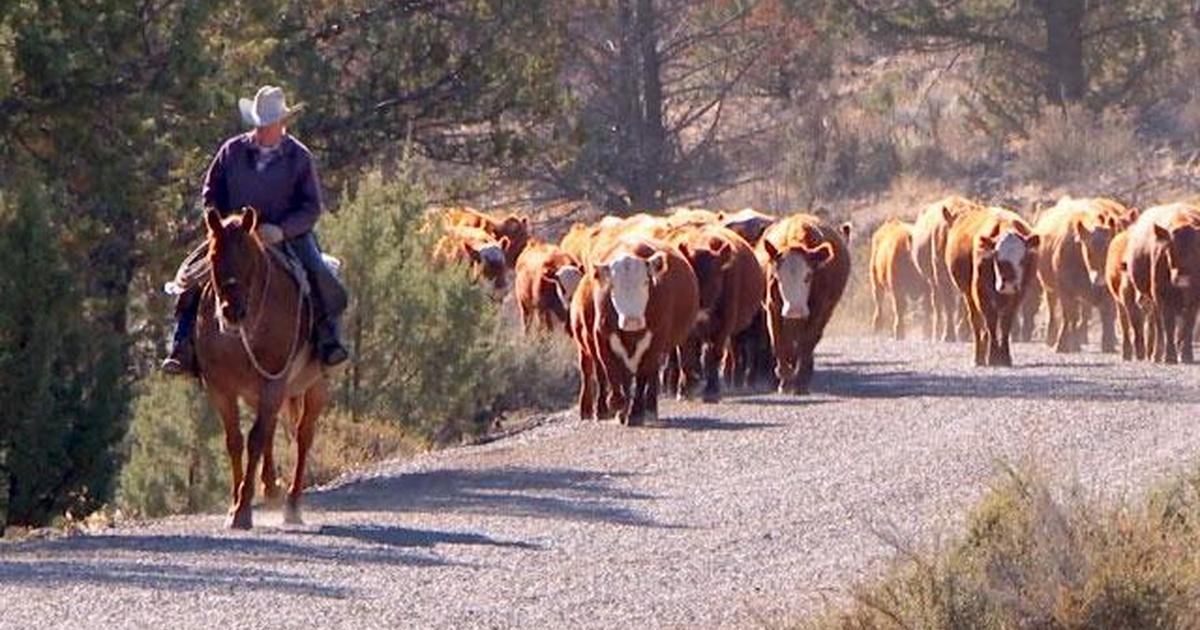 ViewFinder A Likely Story Season 20 Episode 9 PBS