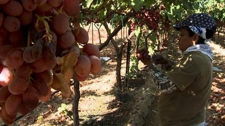 Video thumbnail: ViewFinder More Than a Miracle: California's Agricultural Empire