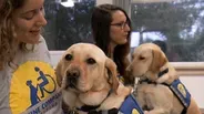 Healing Beyond Medicine Extra: Service Dog Training