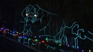 Zoo Lights