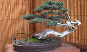 Shinzen Friendship Garden: Clark Bonsai Collection