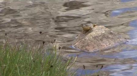 Video thumbnail: Valley PBS Community byYou Saving Yosemite's Frogs