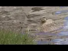 Saving Yosemite's Frogs