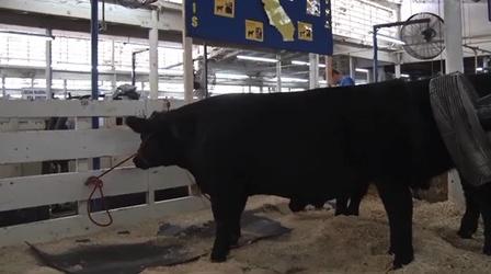Video thumbnail: Valley PBS Community byYou Big Fresno Fair: Sanger FFA