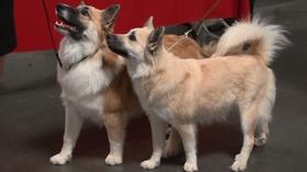 Video thumbnail: byYou Exploration 2015 Sun Maid Kennel Club All-Breed Dog Show