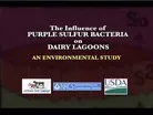 The Influence of Purple Sulfur Bacteria