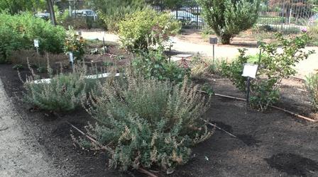 Video thumbnail: Valley PBS Community byYou Clovis Botanical Garden