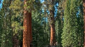 Video thumbnail: byYou Exploration Tulare County Treasures: Giant Forest