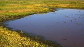 Video thumbnail: byYou Exploration Tulare Co. Treasures: The Herbert Wetland Prairie Preserve