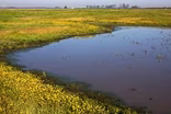 Tulare Co. Treasures: The Herbert Wetland Prairie Preserve