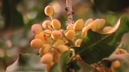 Video thumbnail: Valley PBS Community byYou American Pistachios