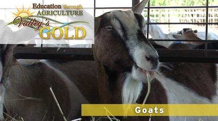 Video thumbnail: Valleys Gold Season 2 Education Through Agriculture: Goats