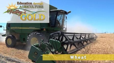 Video thumbnail: Valleys Gold Season 2 Education Through Agricultre: Wheat