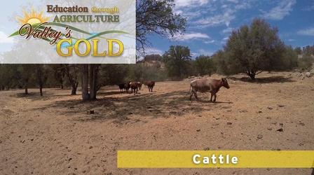 Video thumbnail: Valleys Gold Season 2 Education Through Agriculture: Cattle
