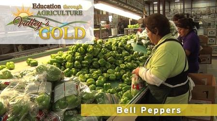 Video thumbnail: Valleys Gold Season 2 Education Through Agriculture: Bell Peppers