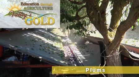 Video thumbnail: Valleys Gold Season 2 Education Through Agriculture: Plums