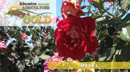 Video thumbnail: Valleys Gold Season 2 Education Through Agriculture: Roses