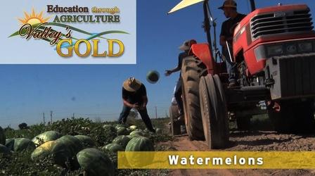 Video thumbnail: Valleys Gold Season 2 Education Through Agriculture: Watermelon