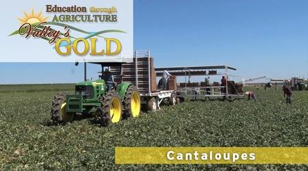 Video thumbnail: Valleys Gold Season 2 Education Through Agriculture: Cantaloupe & Honeydew