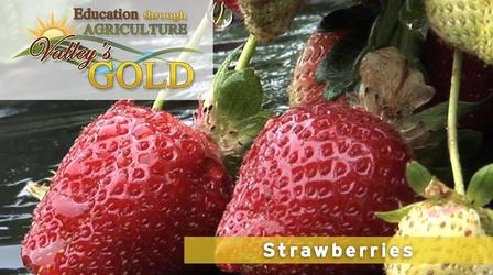 Video thumbnail: Valleys Gold Season 2 Education Through Agriculture: Strawberries